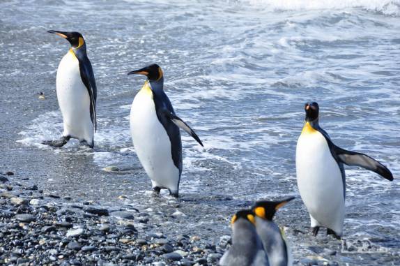 Pinguins rei saem do mar em St Andrews Bay, na Geórgia do Sul
